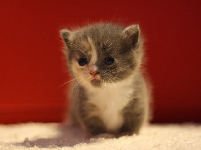 マンチカンの子猫画像