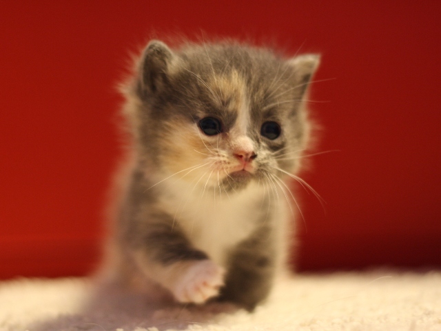 マンチカンの子猫画像