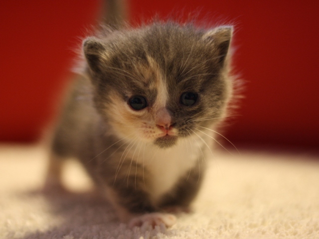 マンチカンの子猫画像