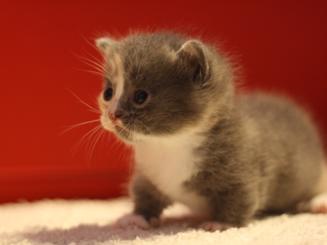 マンチカンの子猫画像