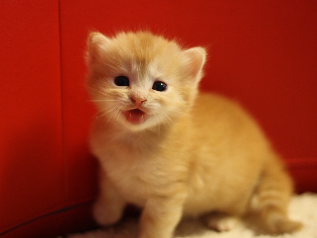 マンチカンの子猫画像