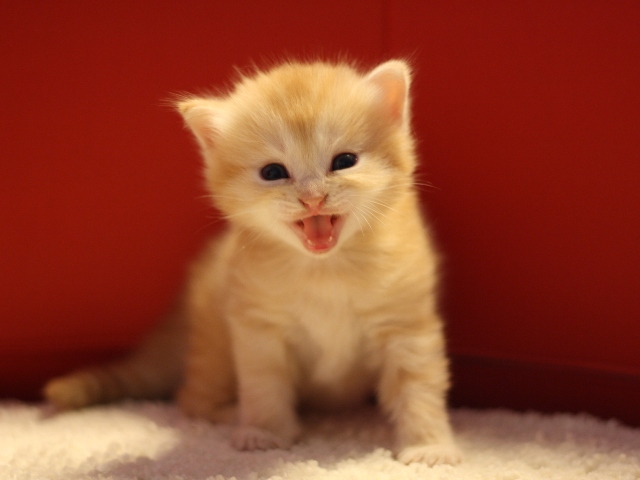 マンチカンの子猫画像