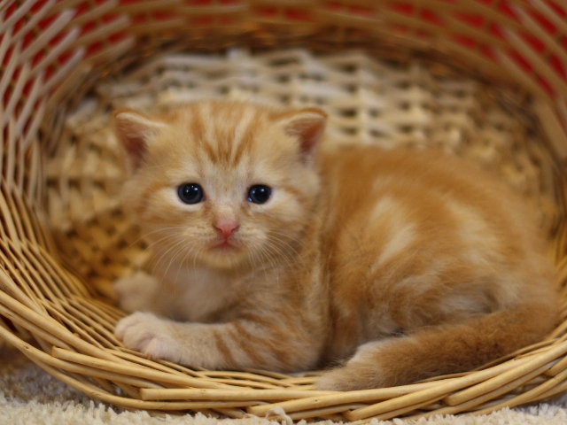 マンチカンの子猫画像