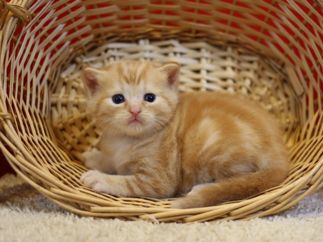 マンチカンの子猫画像