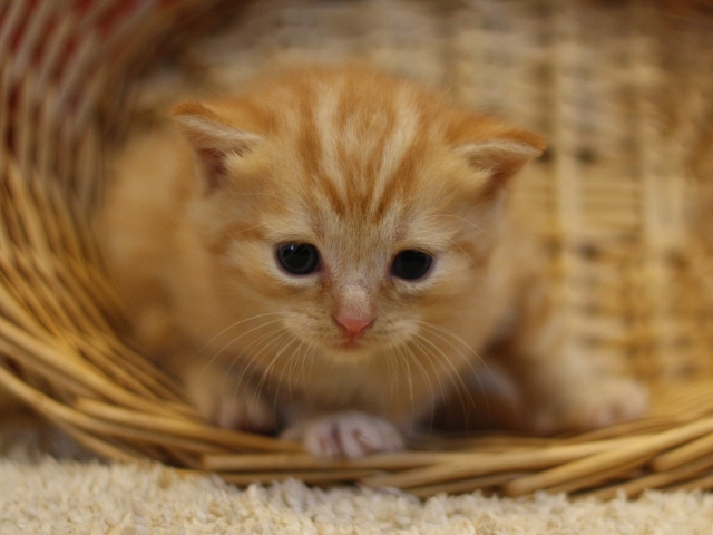 マンチカンの子猫画像