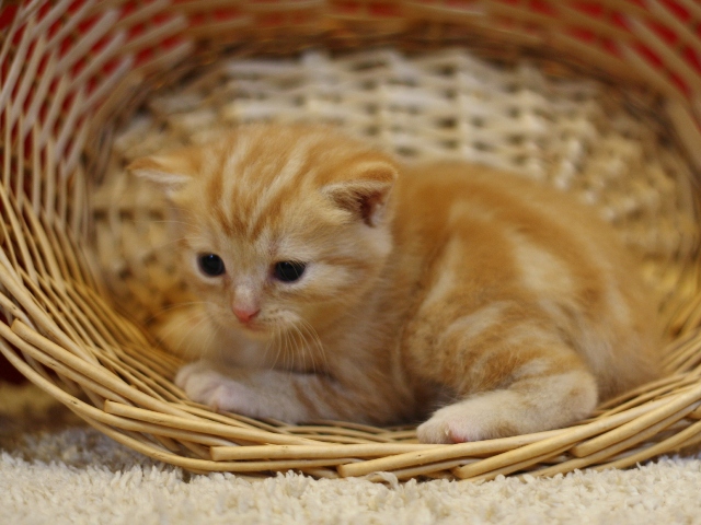 マンチカンの子猫画像