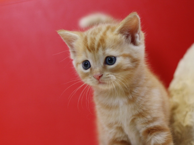 マンチカンの子猫画像