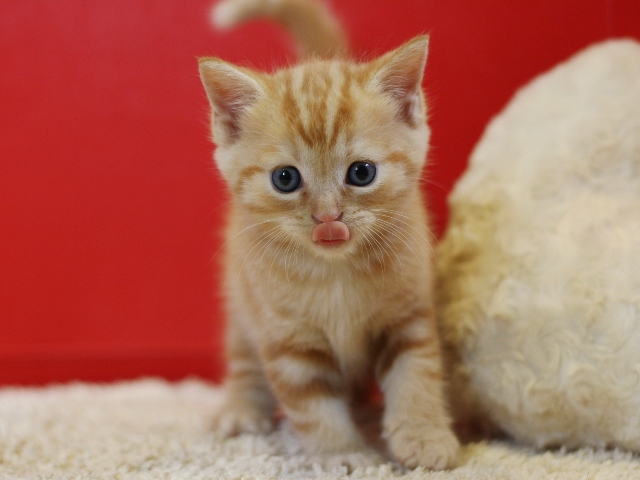 マンチカンの子猫画像