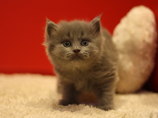 マンチカンの子猫画像