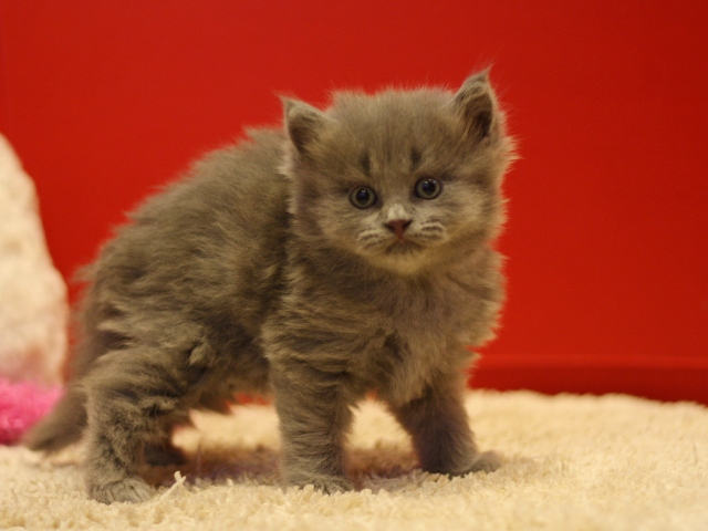 マンチカンの子猫画像