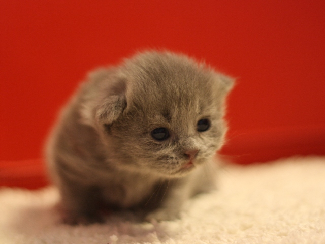 マンチカンの子猫画像