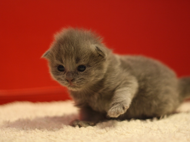 マンチカンの子猫画像