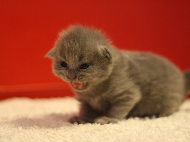 マンチカンの子猫画像