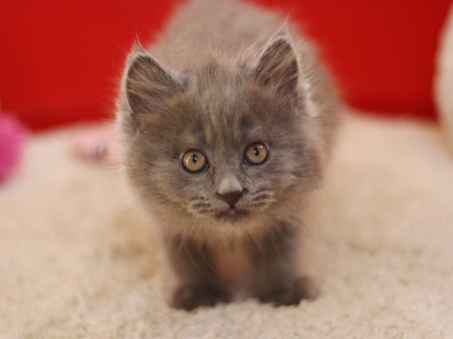 マンチカンの子猫画像