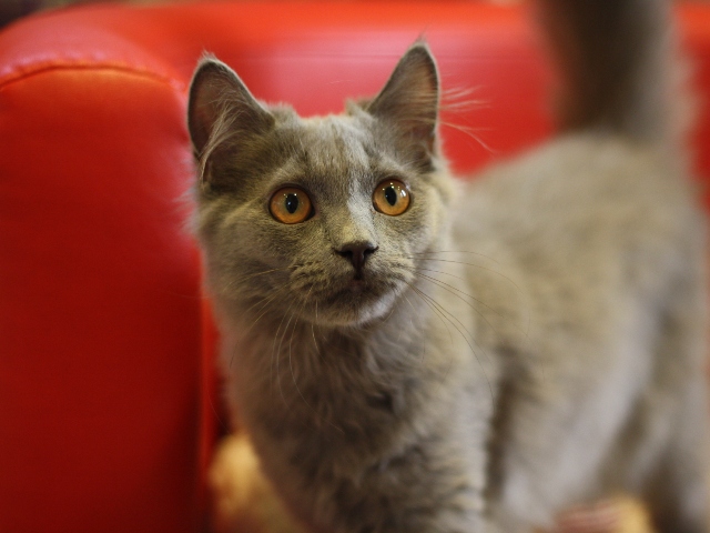 マンチカンの子猫画像