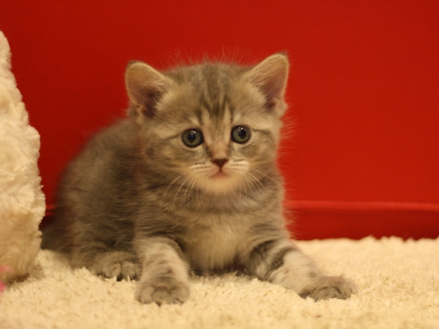 マンチカンの子猫画像