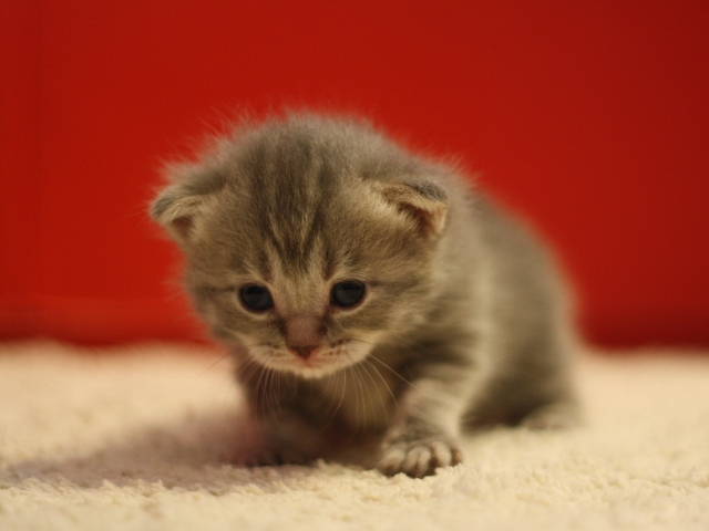 マンチカンの子猫画像