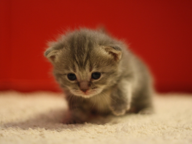 マンチカンの子猫画像