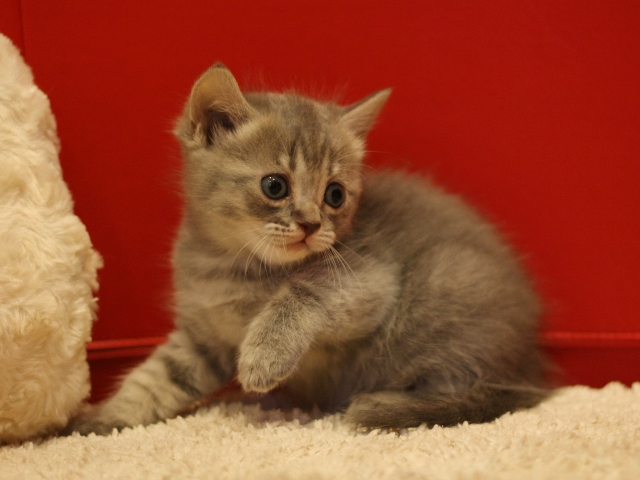 マンチカンの子猫画像