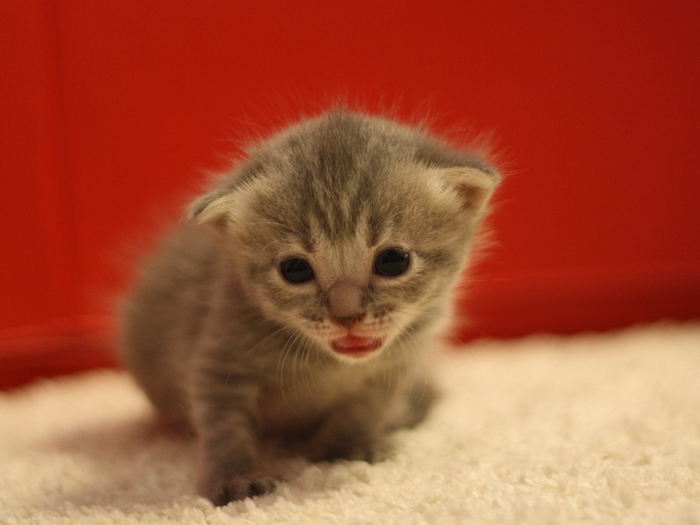 マンチカンの子猫画像