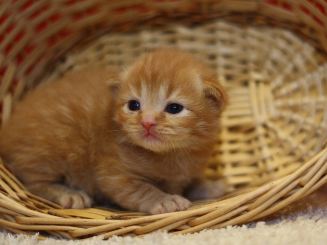 マンチカンの子猫画像