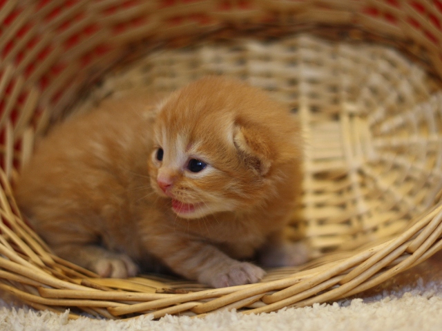 マンチカンの子猫画像