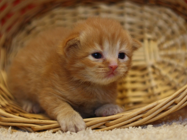 マンチカンの子猫画像