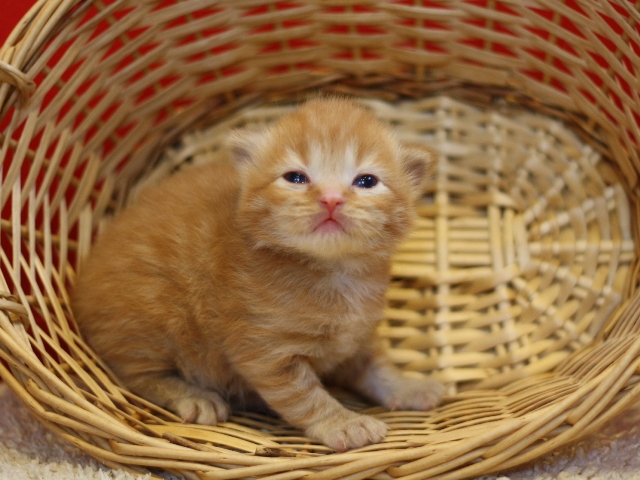 マンチカンの子猫画像