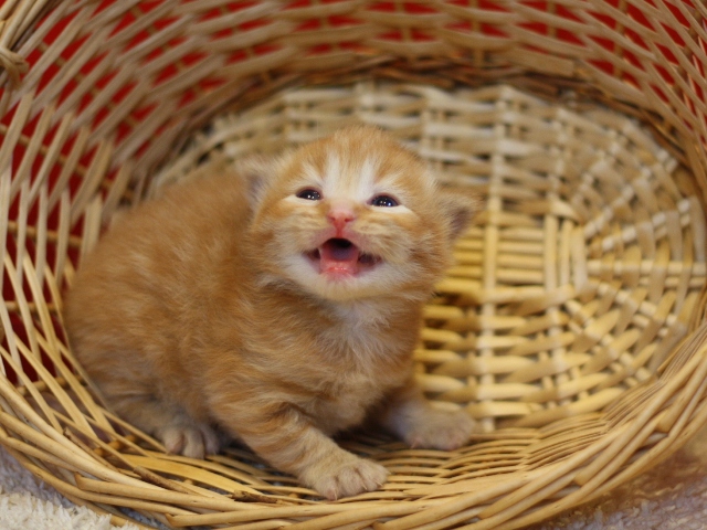 マンチカンの子猫画像