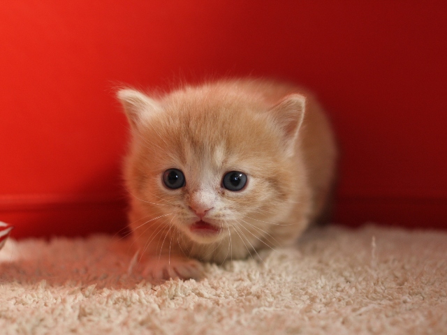 マンチカンの子猫画像