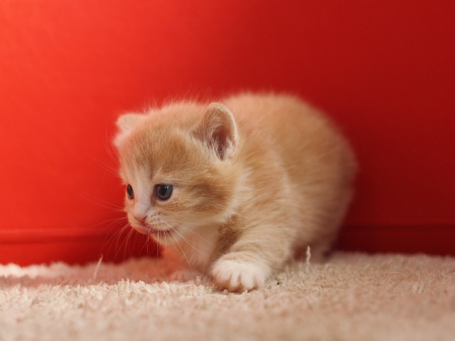 マンチカンの子猫画像