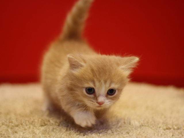 マンチカンの子猫画像