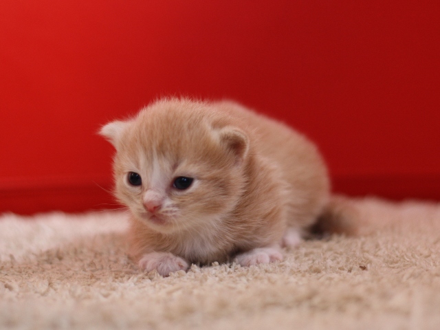 マンチカンの子猫画像