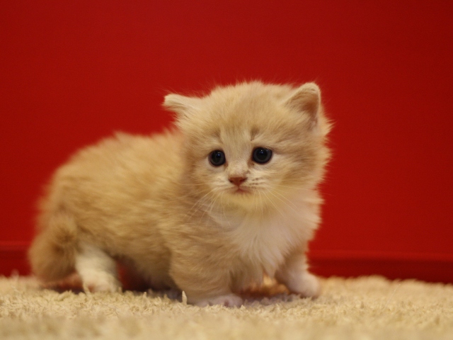 マンチカンの子猫画像