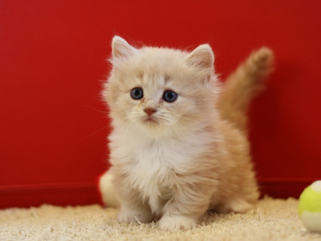 マンチカンの子猫画像