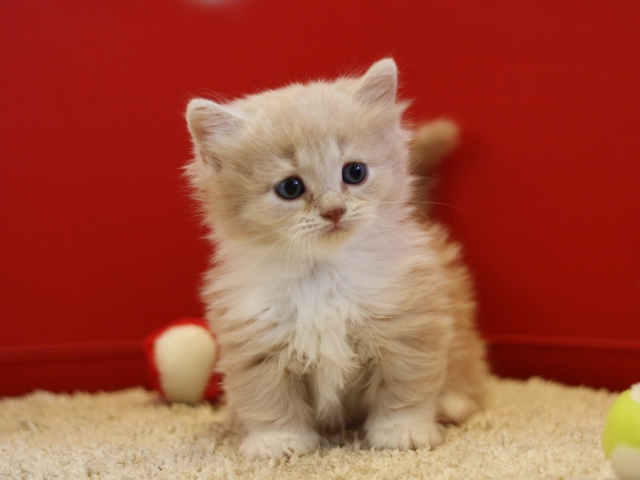 マンチカンの子猫画像