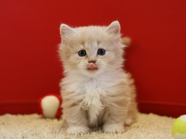 マンチカンの子猫画像