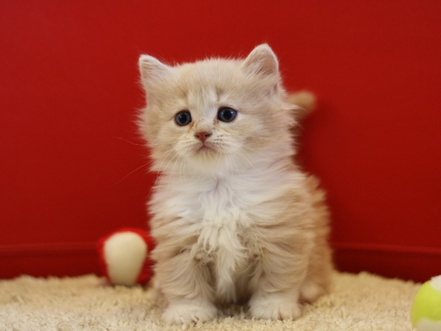 マンチカンの子猫画像