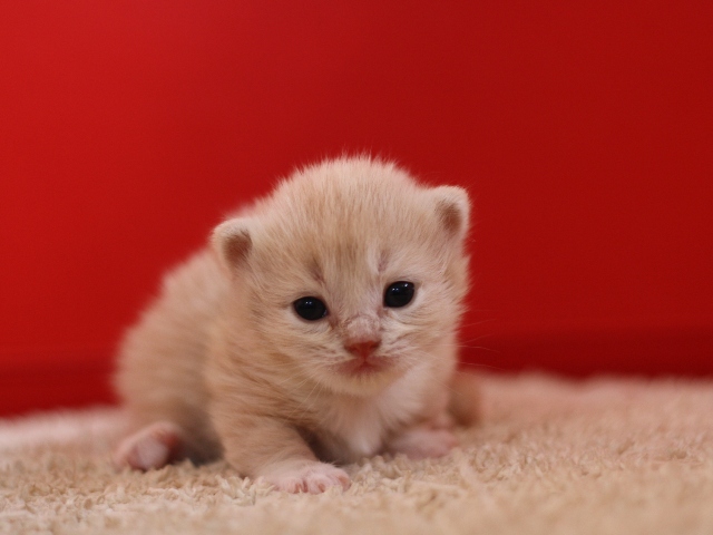 マンチカンの子猫画像