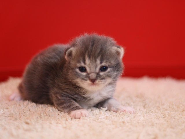 マンチカンの子猫画像