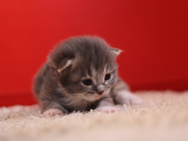 マンチカンの子猫画像