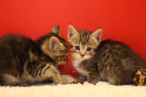 マンチカンの子猫画像