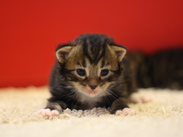 マンチカンの子猫画像