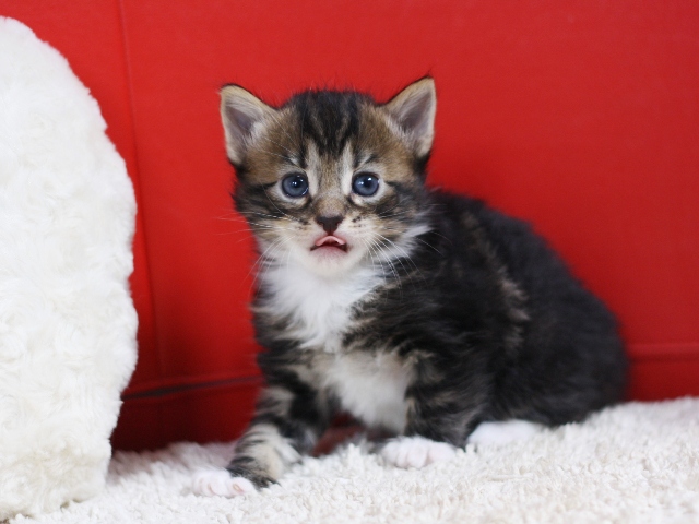 マンチカンの子猫画像