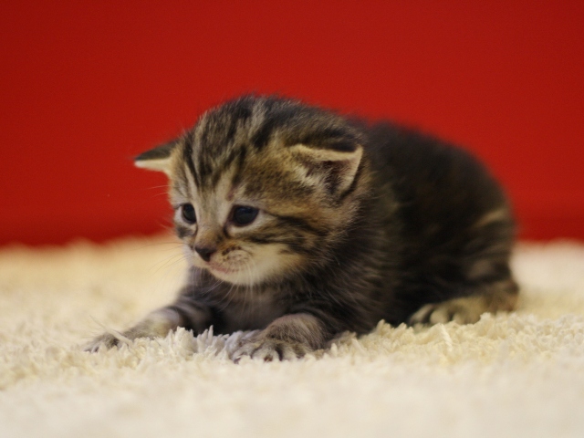 マンチカンの子猫画像