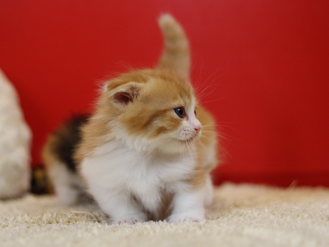 マンチカンの子猫画像