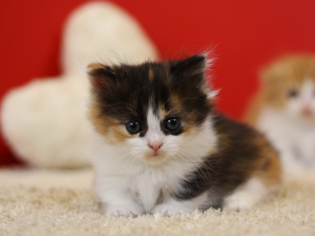 マンチカンの子猫画像