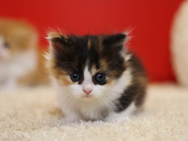 マンチカンの子猫画像