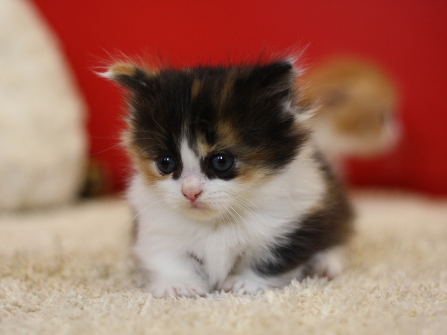 マンチカンの子猫画像