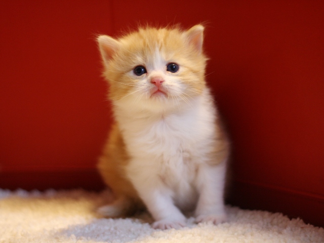 マンチカンの子猫画像